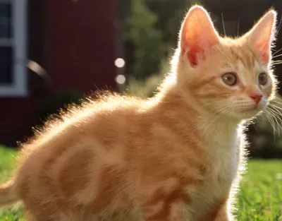 猫能吃酸奶吗 最好的食物就是猫粮 | 猫