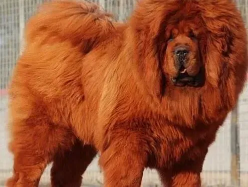 藏獒|怎样驱除藏獒身上的体外寄生虫效果最好