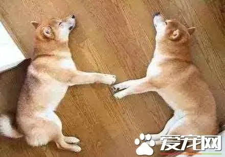 柴犬怎么样辨别真假 看柴犬纯不纯注意以下几点 | 柴犬