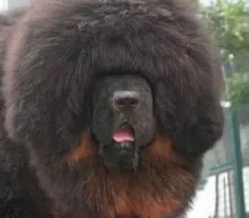 藏獒|藏獒适量吃水果好处多多，藏獒适合吃哪些水果