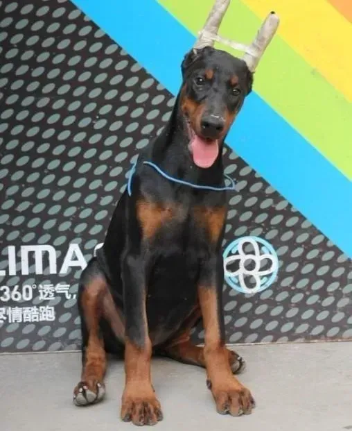 杜宾犬|了解为杜宾犬洗澡的注意事项以及耳朵的清洁方法