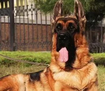 德国牧羊犬|德国牧羊犬脖子红肿有结痂，严重瘙痒是怎么了
