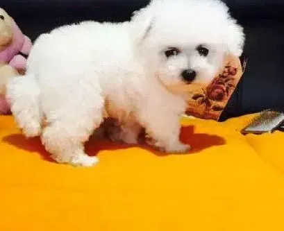 比熊犬|比熊犬属于会大量掉毛的犬种嘛