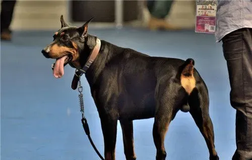 杜宾犬体味程度 杜宾犬的体味程度是很大的 | 杜宾犬