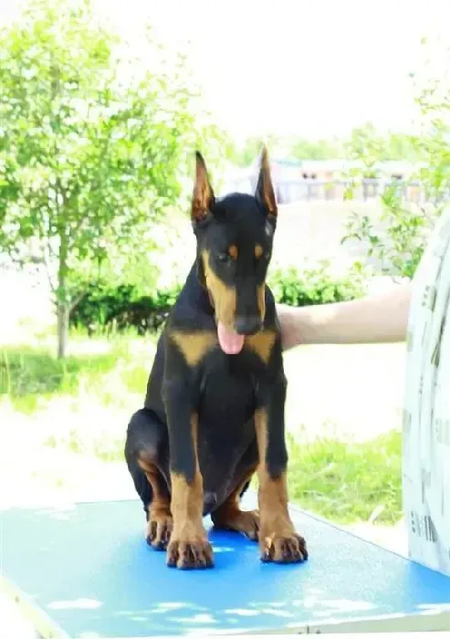 杜宾犬|怎样避免杜宾犬的智力下降