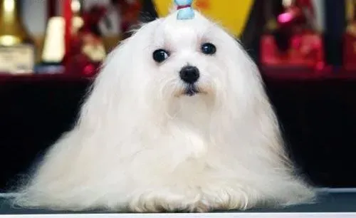 马尔济斯|马尔济斯犬吃野菜对身体伤害大