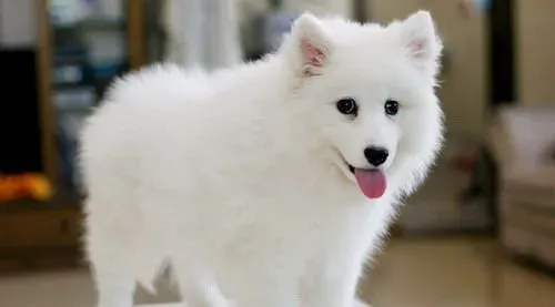 银狐犬几月份发情 一年发情两次 | 银狐犬