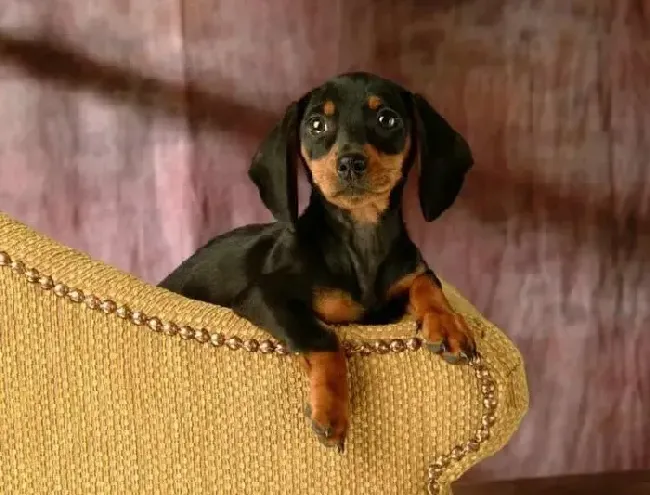 腊肠犬|决心美容第一篇 如何顺利的给腊肠犬美容