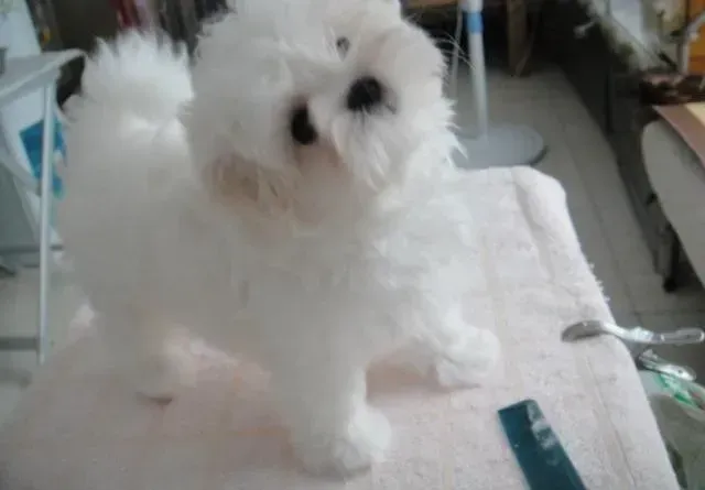 马尔济斯|马尔济斯犬最近挑食什么都不爱吃怎么办