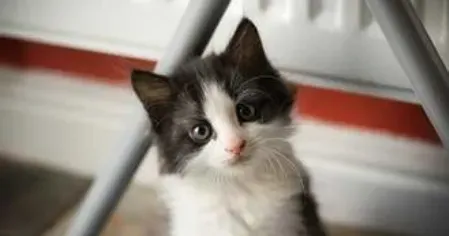 猫抓热的症状 该病发生有一定的季节性 | 猫抓热