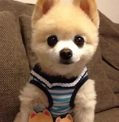 博美犬|博美犬母犬发情期间的特别护理方法