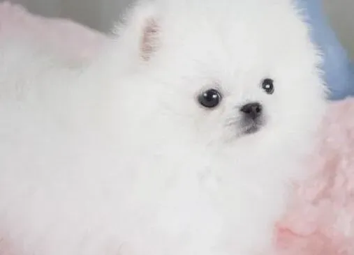 博美犬|生死一线 怎样对博美狗狗进行急救