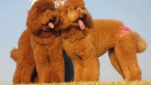 贵宾犬|狗狗吃水果有学问 贵宾犬吃什么水果好