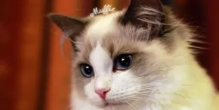 家猫咬伤怎么办 被咬伤后的处理步骤 | 猫