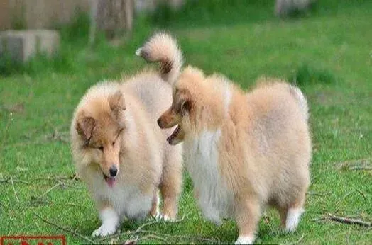 苏格兰牧羊犬|没满两个月的苏格兰牧羊犬很能吃怎么回事