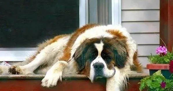 圣伯纳犬|换毛期间的圣伯纳犬须注意几个要点