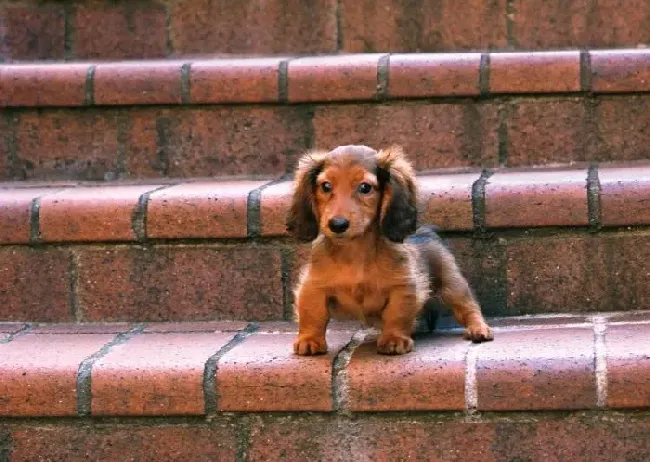 腊肠犬|怎样才能与腊肠幼犬建立感情
