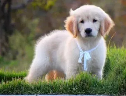 金毛|三个月的金毛犬有点肠炎可以吃发育宝吗