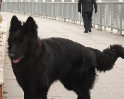 比利时牧羊犬的寿命 平均在10年左右 | 比利时牧羊犬