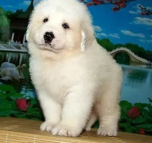 大白熊犬|给大白熊犬吃什么能让它毛色变的更好