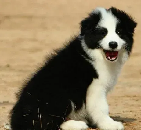 边境牧羊犬|边境牧羊犬睡觉时抽搐，流口水是犬瘟吗