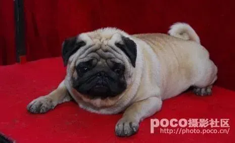 巴哥犬|请问一下两个月的巴哥犬吃什么好