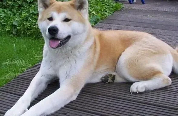 秋田犬|过于肥胖的秋田犬有哪些危害及如何减肥