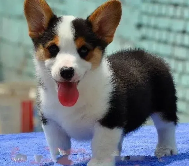 柯基犬|柯基犬打架受到惊吓该怎么办
