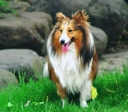 苏格兰牧羊犬|苏格兰牧羊犬出现肠胃疾病如何医治