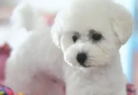 比熊犬|狗狗护理全知道 比熊犬注射疫苗的宜与忌