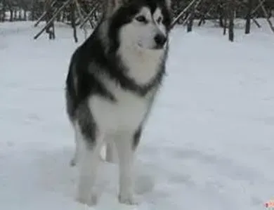阿拉斯加犬|对症下药解决问题 找出阿拉斯加犬掉毛的真相