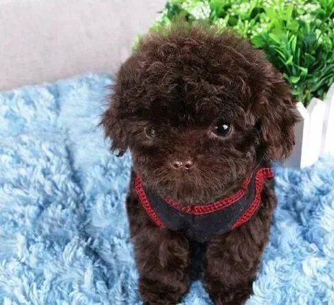泰迪犬|泰迪犬身上被蜱虫咬了怎么办
