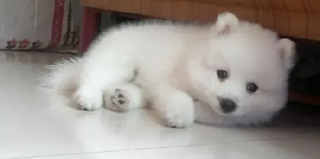 银狐犬|求科普一些关于银狐犬上厕所的知识