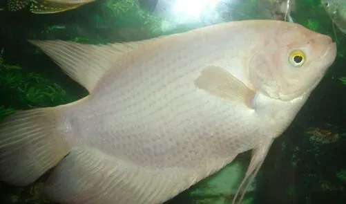 招财鱼不吃鱼食 不吃食的原因及解决方法 | 招财鱼