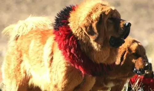 藏獒三个月能长多大 生活在高原上的东方神犬 | 藏獒