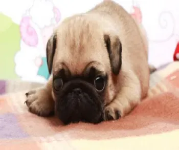 巴哥犬|教你用最快的方法洗出最干净的巴哥犬