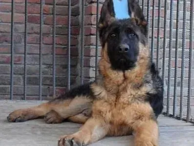 德国牧羊犬|德国牧羊犬一直吐胃酸清水是怎么回事