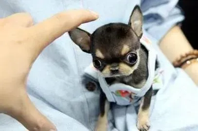 吉娃娃|小型犬吉娃娃需要多久驱虫一次