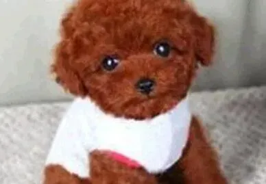 泰迪犬|三个月的泰迪犬鼻子有点干 能喝水吗