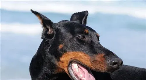 杜宾犬体味程度 杜宾犬的体味程度是很大的 | 杜宾犬