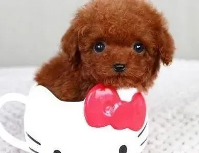 泰迪犬|泰迪犬粪便里有头发的原因