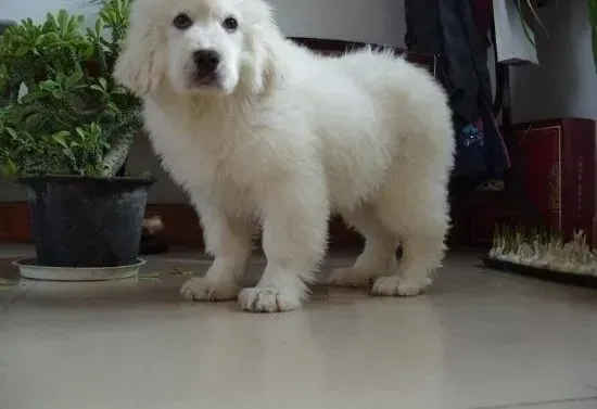 大白熊犬|给大白熊犬吃狗粮有哪些讲究