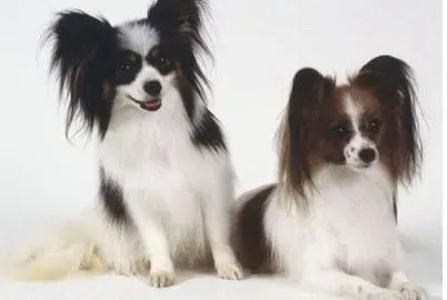 蝴蝶犬|我的蝴蝶犬比同龄犬小 怎么帮助它长大？