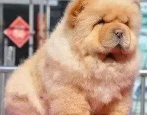 松狮犬|给松狮犬清理皮肤上的皮屑时要注意什么事情