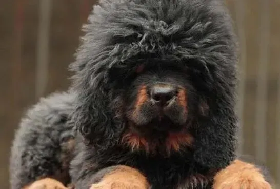 藏獒|我家藏獒突然尿频、尿黄、尿出血是怎么了