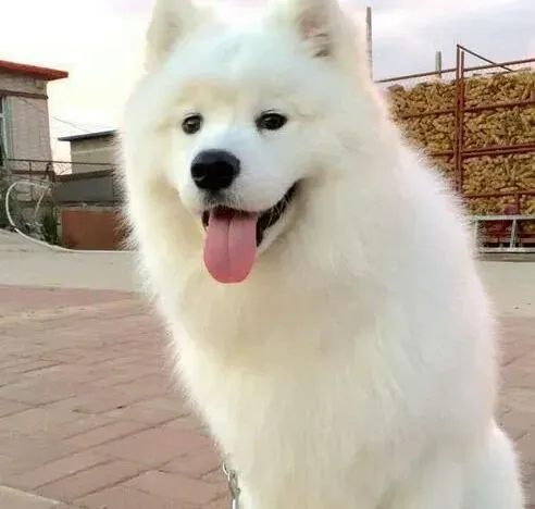 萨摩耶|幼犬护理 如何照顾萨摩耶幼犬的日常生活