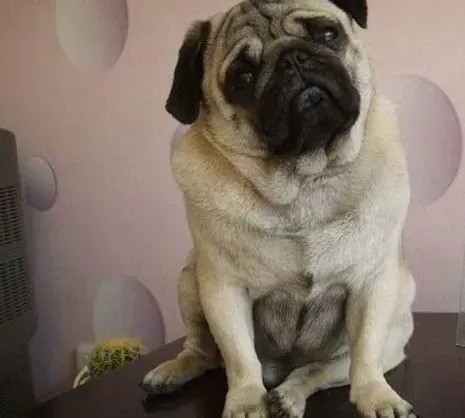 巴哥犬|巴哥犬后腿站不起来，很痛的样子怎么办