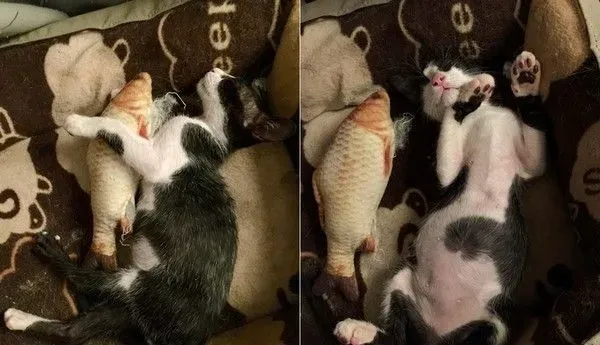 好奇！给妈妈敷猫面膜的比比是为了安全感么 | 猫