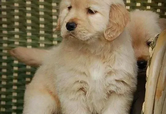 金毛|金毛犬发烧的时候需要怎样医治