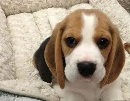 比格犬|医治比格犬的咳嗽 我有妙招与你分享